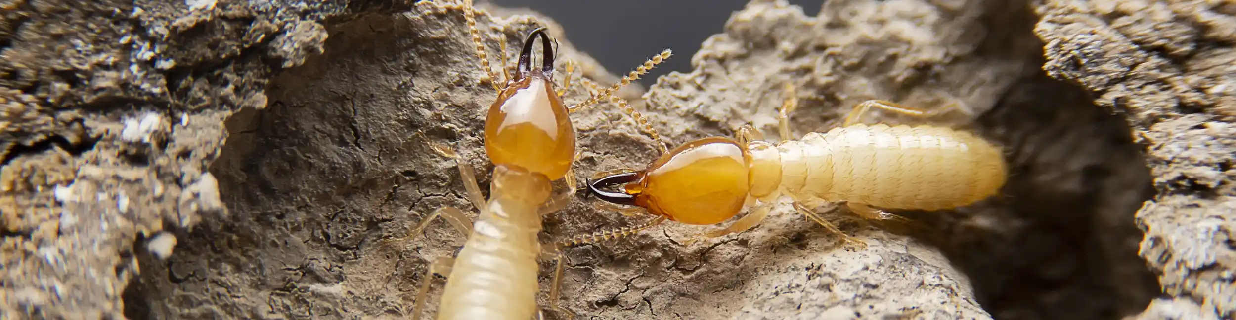 Close up termites on a rocky surface