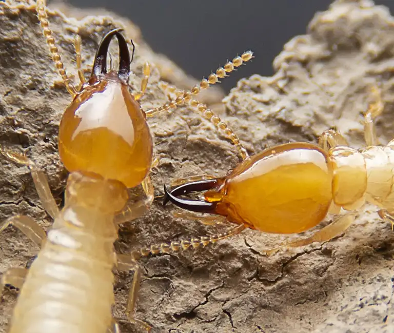 Close up termites on a rocky surface