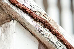 Termite mud tubes along the length of a wooden fence