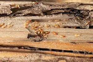 Cluster of termite crawling on a wooden plank