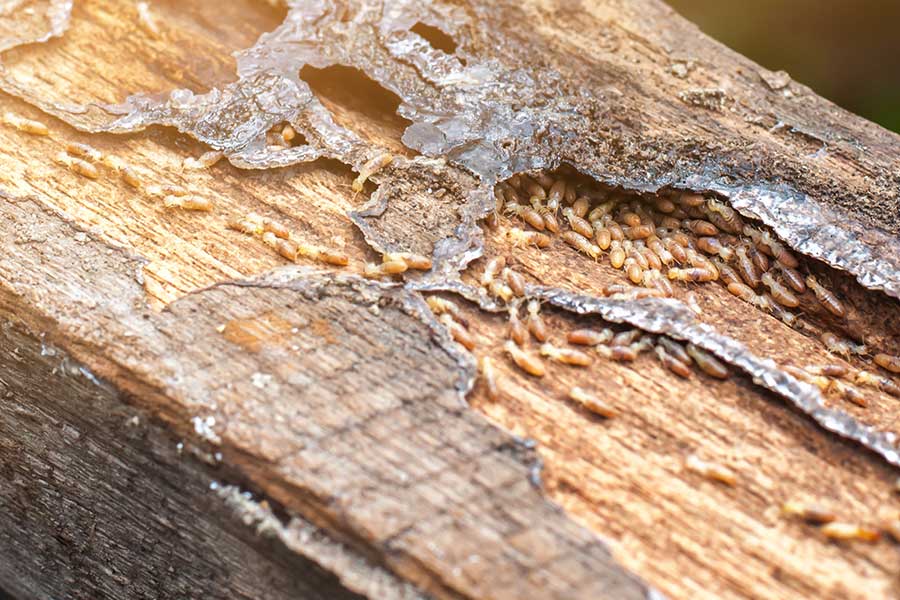 a termite colony hidden within a piece of wood