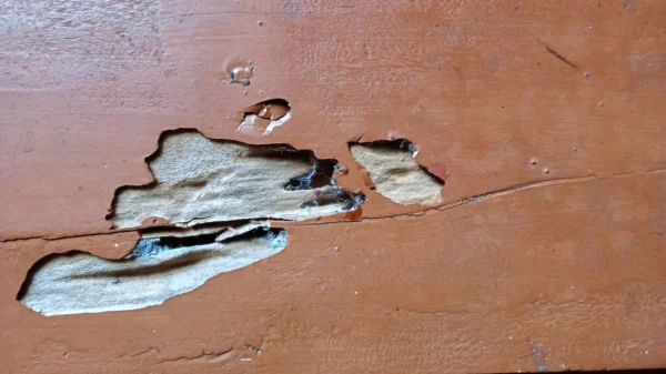 closeup of termite damage