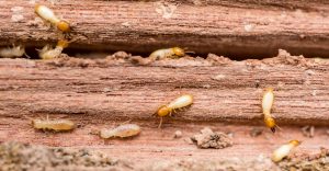 Termites crawling through wood.