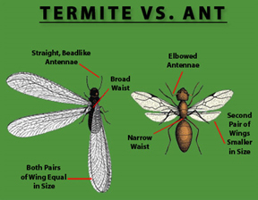 Termite Vs Ant