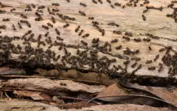 Termites infesting wood, one of the reasons they’re easily mistaken for carpenter ants