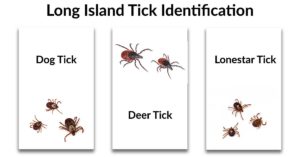 three most common types of ticks on Long Island: American Dog Tick, Deer Tick, Lone Star Tick