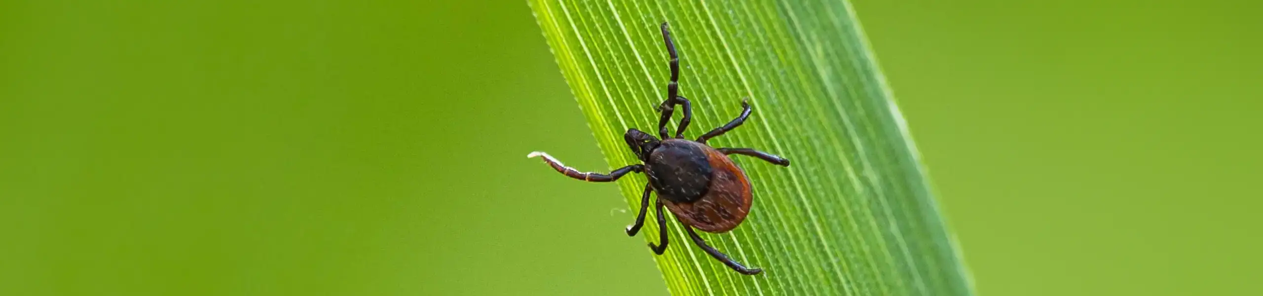Close up of a tick on a blade of grass