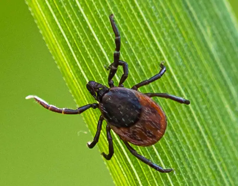 Close up of a tick on a blade of grass