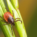 tick on grass