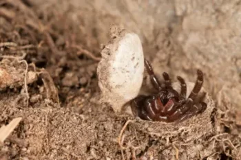 trap-door spider waiting for prey in its burrow