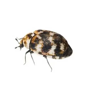 Varied carpet beetle on a white background - keep pests away from your home with Arrow Exterminating Company in NY