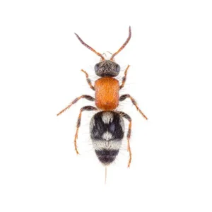Velvet ant wasp on a white background - keep pests away from your home with Arrow Exterminating Company in NY