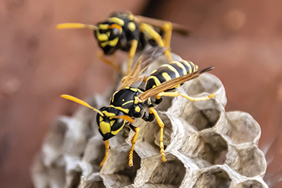 5 Must-Know Facts About Wasps in your area