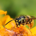 Wasp sits on top of a yellow flower.