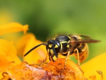Wasp sits on top of a yellow flower.