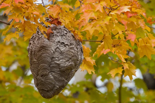 Paper wasp nest hanging from a tree branch surrounded by yellow autumn leaves.