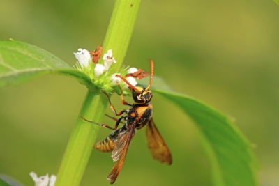 Wasp & Hornet Identification in your area