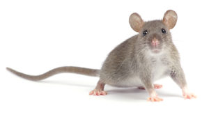 Weather a Factor on Rodents Entering Homes 