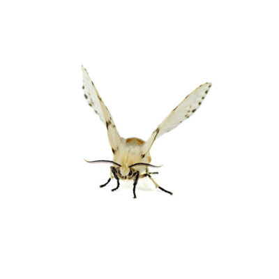 Webworm identification in Long Island |  Arrow Exterminating