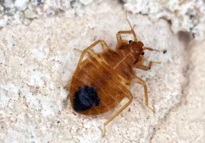 a picture of a pretty typical reddish brown bed bug