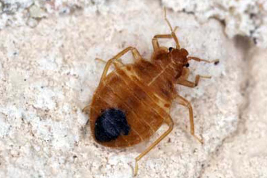 a very up-close photo of a bed bug