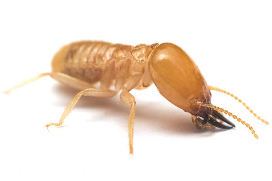 what does a termite look like in Long Island |  Arrow Exterminating