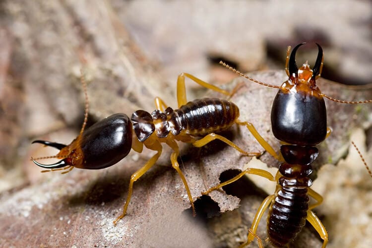 what termites are in Long Island |  Arrow Exterminating