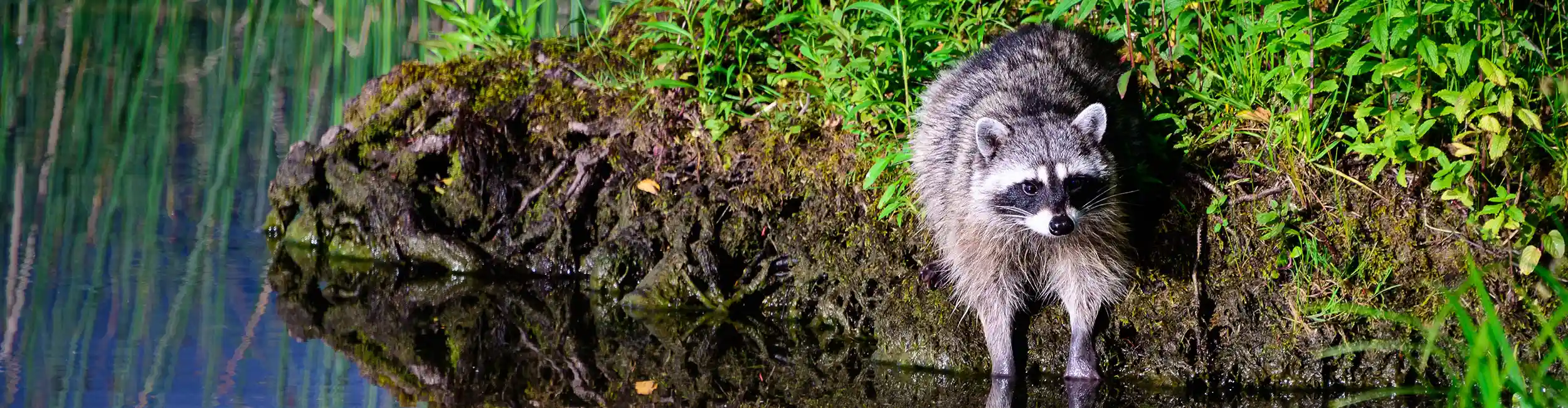Racoon at the bank of a a pond