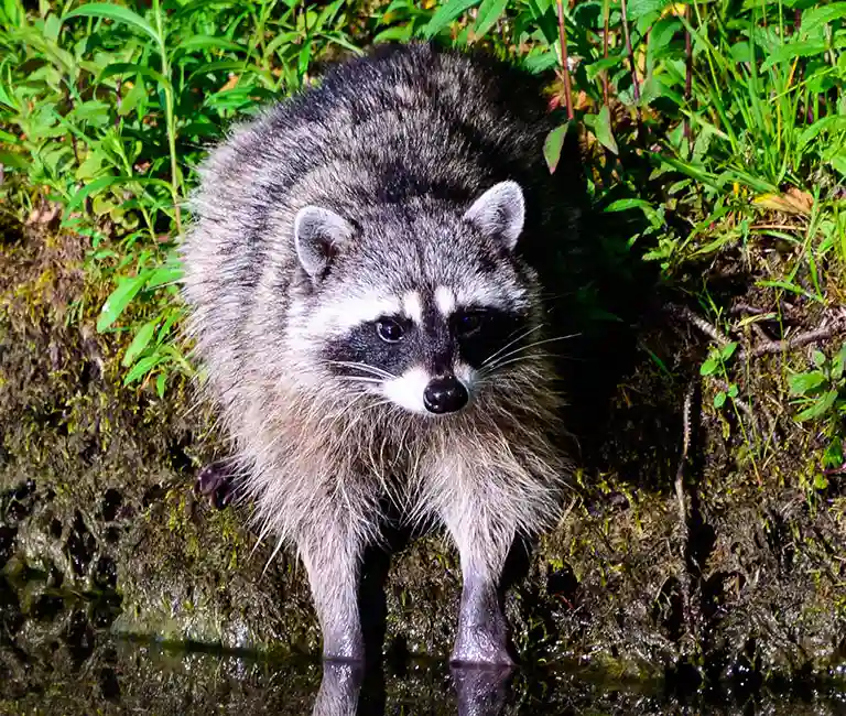 Racoon at the bank of a a pond