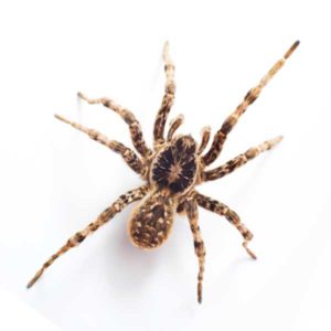 Wolf Spider identification in Long Island |  Arrow Exterminating