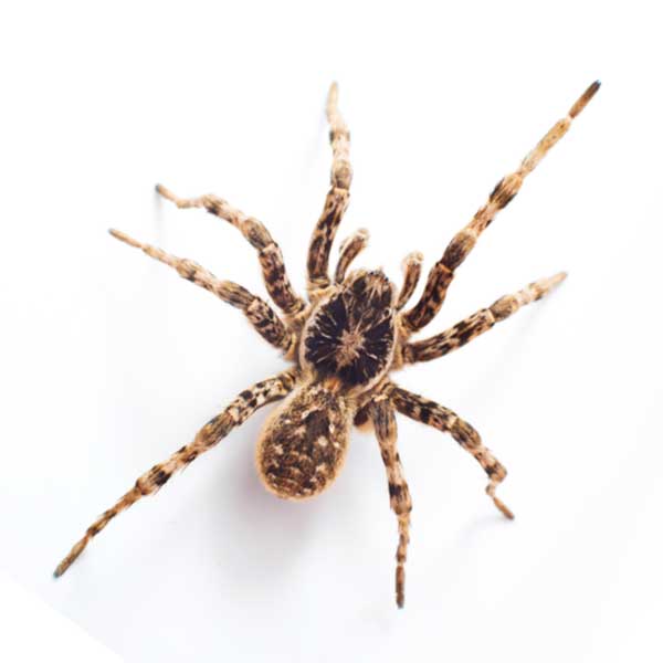 Wolf Spider Bite Treatments in Crystal Lake, IL