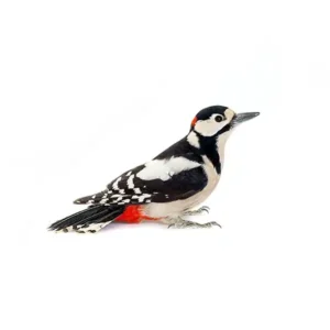 Woodpecker against a white background - keep pests away from your home with Arrow Exterminating in NY
