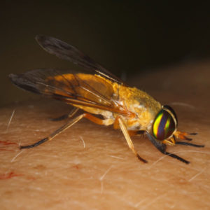 Yellow Fly identification in Long Island |  Arrow Exterminating