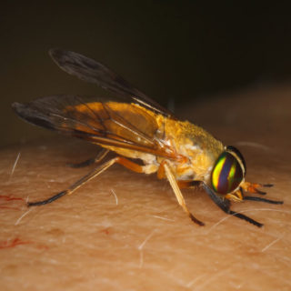 Yellow Fly Identification & Info | Arrow Exterminating Company, Inc ...