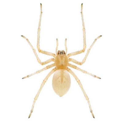 Sac Spider identification in Long Island |  Arrow Exterminating