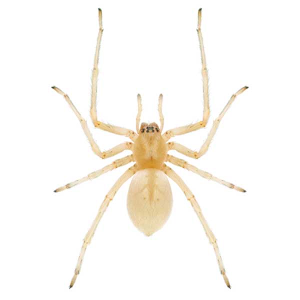 Sac Spider identification in Long Island |  Arrow Exterminating