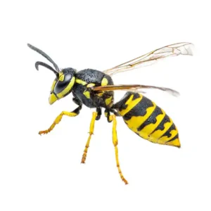 Yellowjacket on a white background - keep pests away from your home with Arrow Exterminating Company in NY